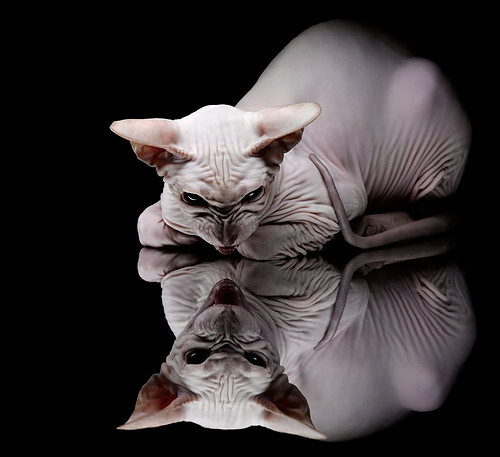 加布里埃尔·卡瓦略以1600万美元转会至沙特球队阿尔卡迪西亚，加布里埃尔阿莱西