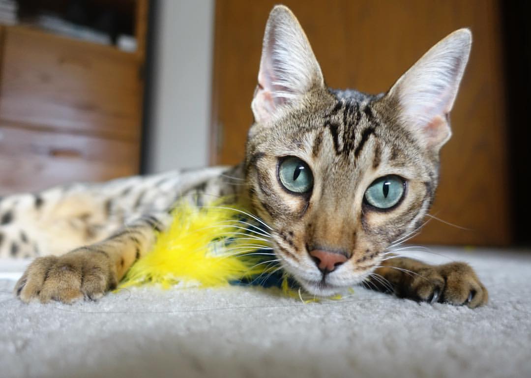 _勇士全员无惧,活塞难挡对手猛攻_,勇士获全明星内线组4巨头